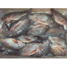 frozen black tilapia fish